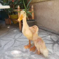 جفت اردک سالم فروش