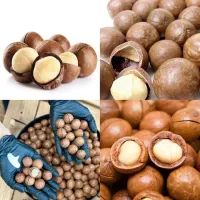 توزیع پک نهال ماکادمیا