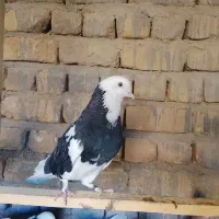 کفتر