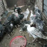 بوقلمون محلی اصل