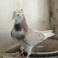 یه تعداد حیوون درجه یک