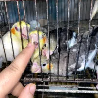 عروس هلندی
