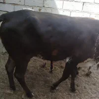 گاو
