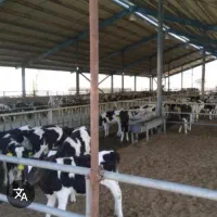 یک واحد دامداری صنعتی باتمام امکانات به فروش میرسد