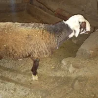 بره نر