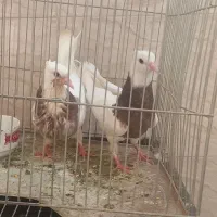 جوجه کفترطوقی بدون غلطی کاکل پالخت