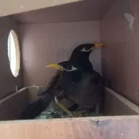 مرغ مینا