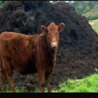 کود گاو صنعتی