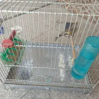 سهره قناری