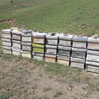 کندوی زنبورعسل خالی