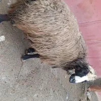 فروش یک برانی 4 خرت به زمانتی پرینه