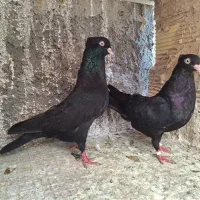 معاوضه یه جفت نرو ماده