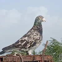 کبوتر کوهی نر