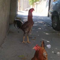 خروس لاری بسیار زیبا و شرور