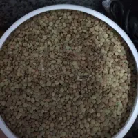 عدس|خوردنی و آشامیدنی|تبریز, |دیوار