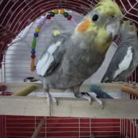 ۳ عدد عروس سینامون