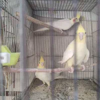 عروس هلندی