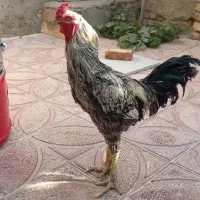 خروس لاری