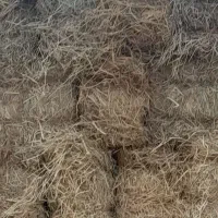 پوشال فروشی برای خربزه