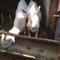 ستا کهره چاق تخت