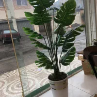 درختچه برگ انجیری