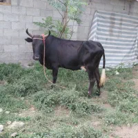 گاو گوساله ماده تازه زایمان شیر4 کیلو