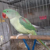 شاه طوطی ماده  سخنگو