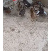 اردک نر و ماده