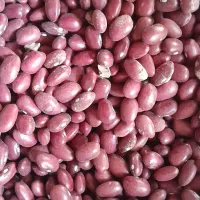 تیم کارگری برای لوبیاچینی گوجه چینی