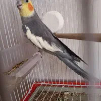 عروس هلندی نر