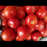 ۱۵۰ کیلو گوجه ولایتی کیلو۳۰