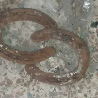 نعل اسب قدیمی‌کارکرده