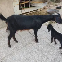 حیوان خانگی