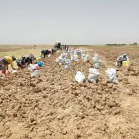 نیرو جمع آوری پیاززعفران آلو پسته وغیره روزمزد800