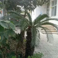 درخت سیکاس بالای 20سال