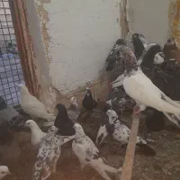 کفتر یجایی پرشی تهران