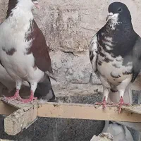 کفتر شهری