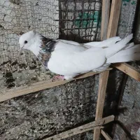 ۱۰۰۰۰۰۰|پرنده|سنندج, |دیوار