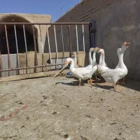 قوغاز مولد و غاز
