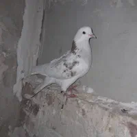 کبوتر