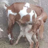 پنج عدد  بز