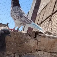 کفتر گمشده
