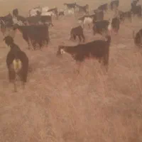فروش ۵۰راس بزکهردارو ابستن