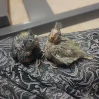 جوجه عروس