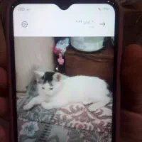 سرپرست گربه ماخام