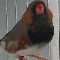 فنج پروتلت رز بورک