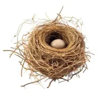 یک عدد دم زرد دستی
