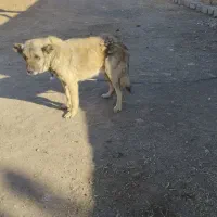 سگ نگهبان عالی