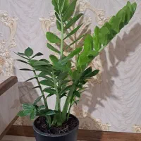 دومدل گل طبیعی زیبا باضمانت سلامت کامل