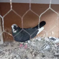کفتر